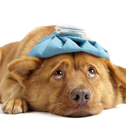 Kennel Cough (Canine Cough)