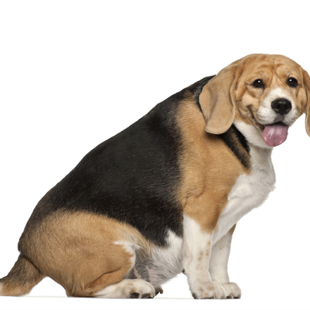 Obesity in Dogs: Prevention and Management