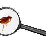 Stickfast Fleas: Control & Eradication
