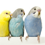 Pet Bird Information