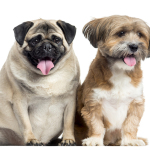 Cushing’s Disease in Dogs (Hyperadrenocorticism)