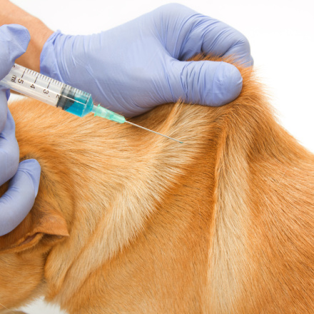 Chemotherapy and Your Pet