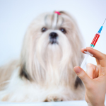 Vaccinations for Puppies