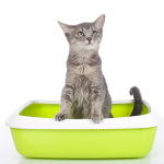 Litter Box Care: How to Prevent or Treat Elimination Problems