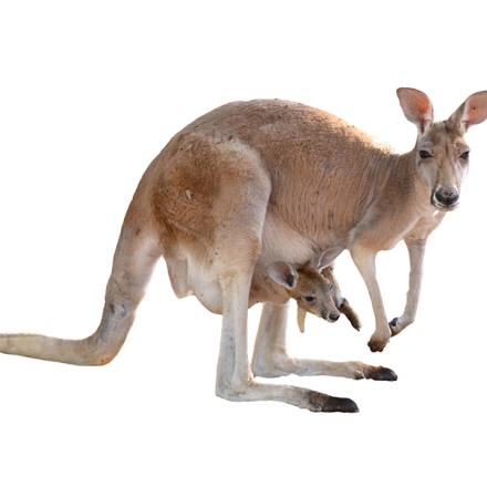 Care of Joeys and Young Kangaroos