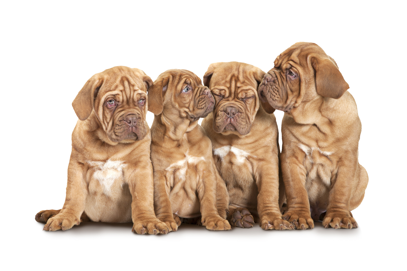 Four French Mastiff puppies