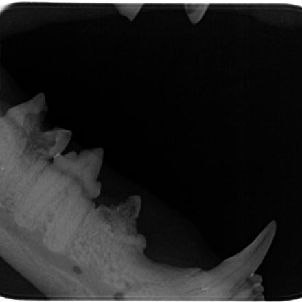 Feline Tooth Resorption Lesions
