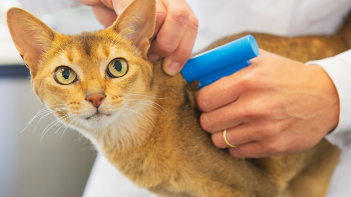 The importance of microchipping