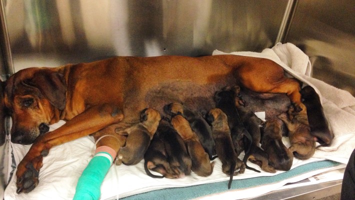 Bell and her newborn puppies