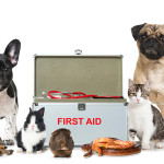 First Aid for your Pet