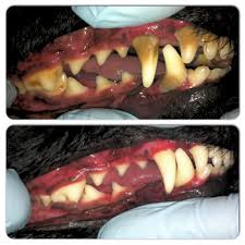 Dental care for pets