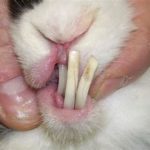 Rabbit Dental Health