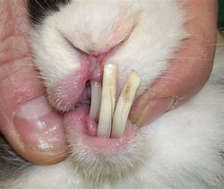 Rabbit Dental Health