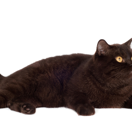 Obesity in Cats: Prevention and Management
