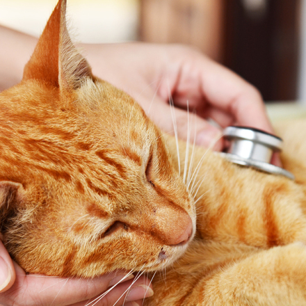 Cat Flu – Feline Respiratory Disease