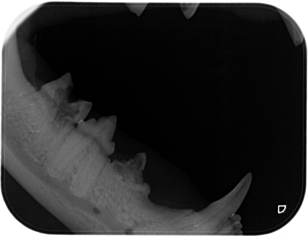 Feline Tooth Resorption Lesions
