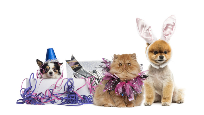 Festive Do’s and Don’ts for your Pets