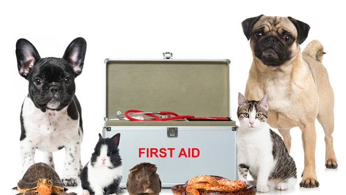 First Aid for your Pet